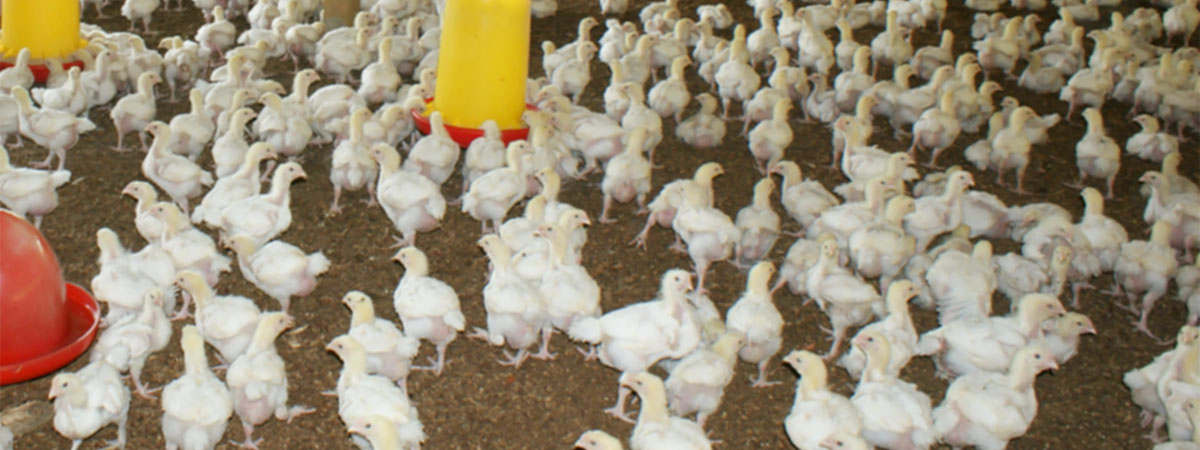chickens